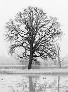 Tree 9078a bw